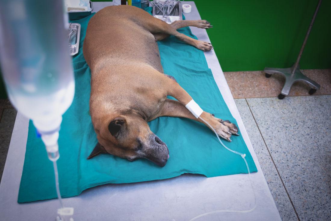 Quimioterapia_en_perros_efectos_secundarios_y_medicamentos_24027_orig