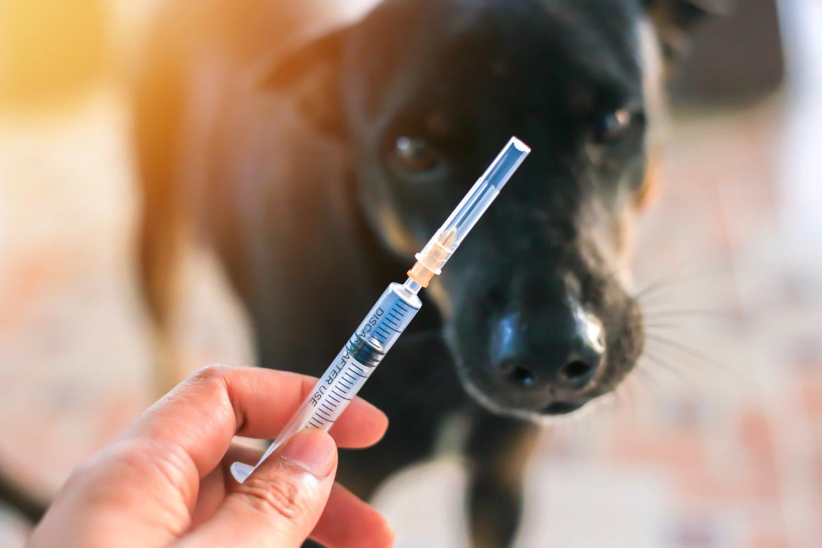 ¿Se puede morir un perro por una vacuna?