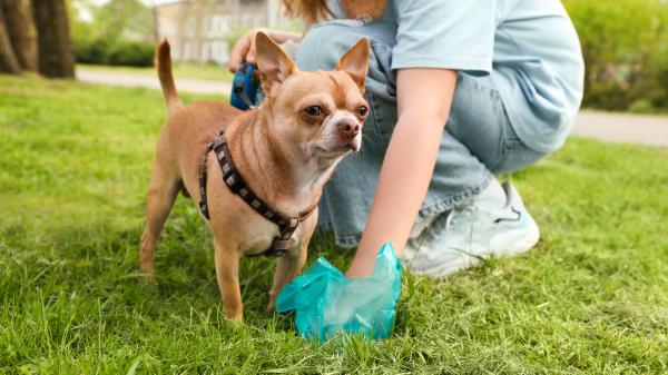 Getafe instala máquinas de bolsas gratis para las heces de perros: así puedes conseguirlas y evitar multas de hasta 750 euros - Un compromiso con la limpieza de las calles de Getafe