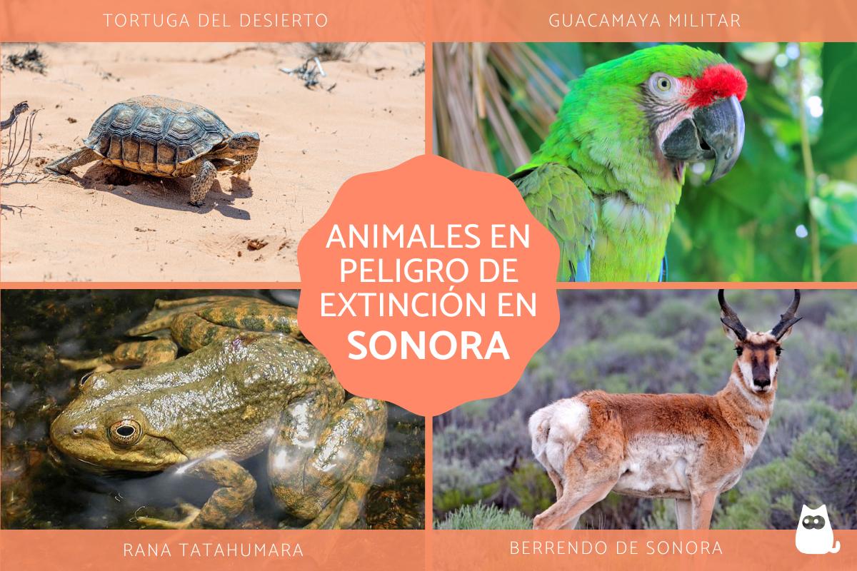 Animales en peligro de extinción en Sonora
