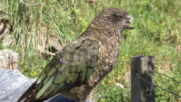 Bruce, el loro sin pico superior que lidera a su grupo gracias a su inteligencia y técnica de lucha única