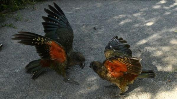 Bruce, el loro sin pico superior que lidera a su grupo gracias a su inteligencia y técnica de lucha única - Bruce no solo lidera sin problema, también tiene menos estrés que otros machos dominantes