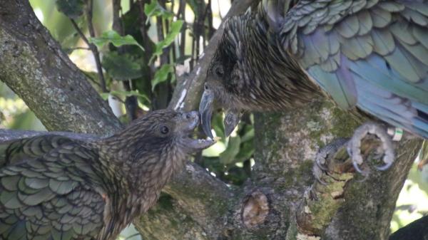 Bruce, el loro sin pico superior que lidera a su grupo gracias a su inteligencia y técnica de lucha única - El caso de Bruce frente a las jerarquías habituales de los loros