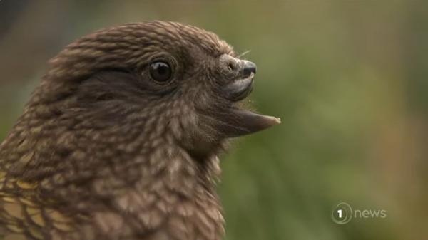 Bruce, el loro sin pico superior que lidera a su grupo gracias a su inteligencia y técnica de lucha única - El kea, uno de los loros más inteligentes del planeta