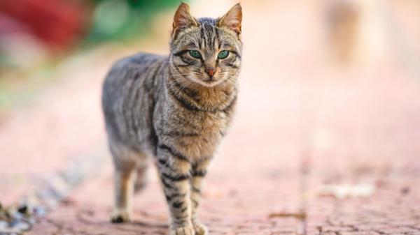 Los veterinarios coinciden: “Dejar que tu gato salga solo a la calle puede reducir su esperanza de vida a 7 años” - Atropellos, virus y peleas: los peligros más frecuentes para los gatos que salen