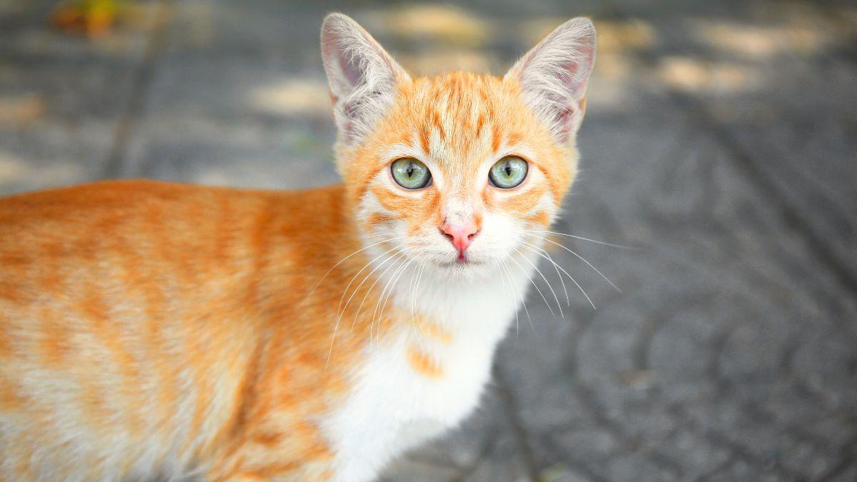 Los veterinarios coinciden: “Dejar que tu gato salga solo a la calle puede reducir su esperanza de vida a 7 años”