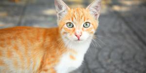Los veterinarios coinciden: “Dejar que tu gato salga solo a la calle puede reducir su esperanza de vida a 7 años”