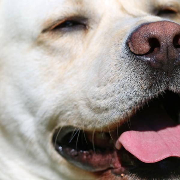 por qué los perros jadean mientras duermen