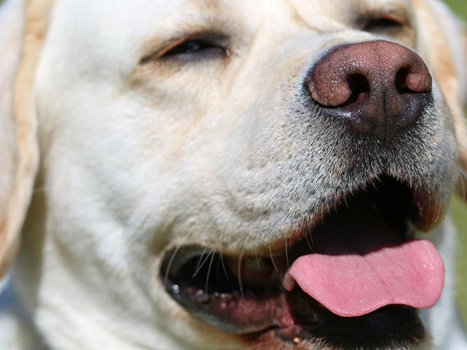 por qué mi caniche está jadeando y temblando