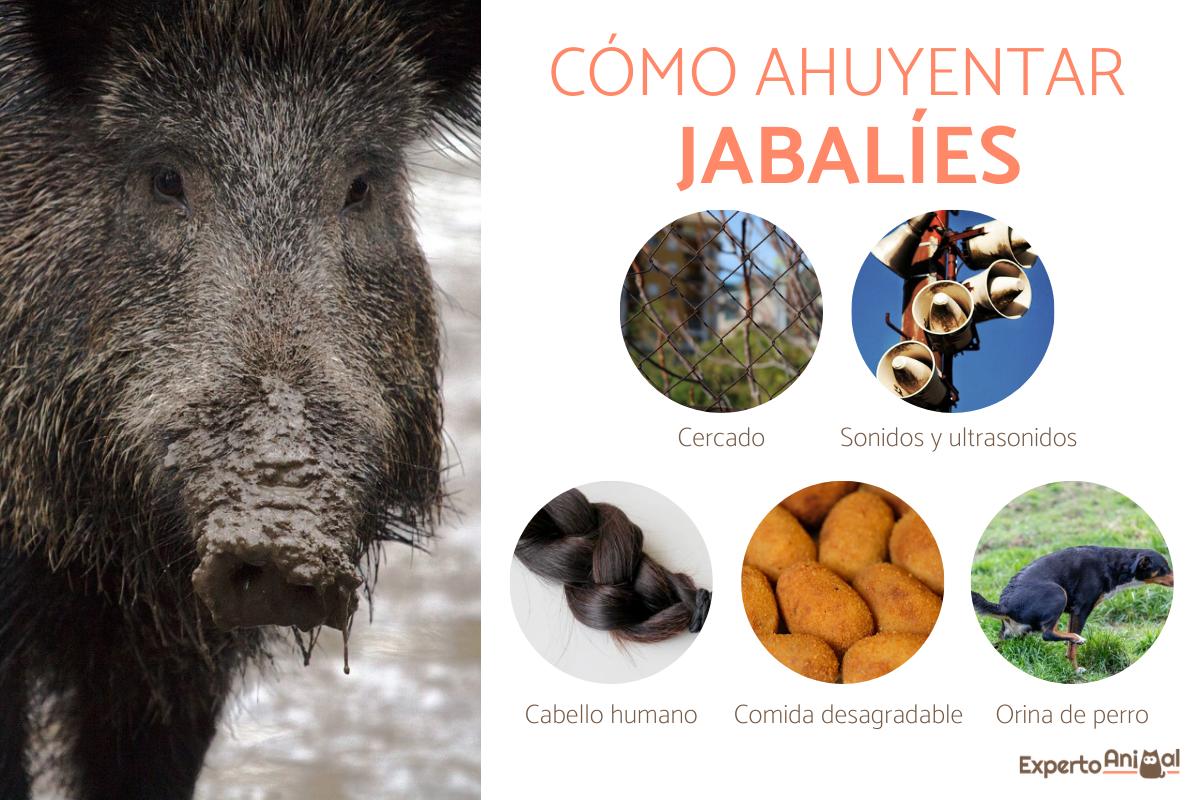 ¿Cómo ahuyentar jabalíes?