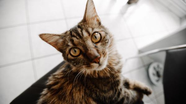 Si tu gato siempre te sigue al baño, no es simple curiosidad: esto pasa realmente por su mente - La razón por la que tu gato te sigue al baño pero no a otras habitaciones