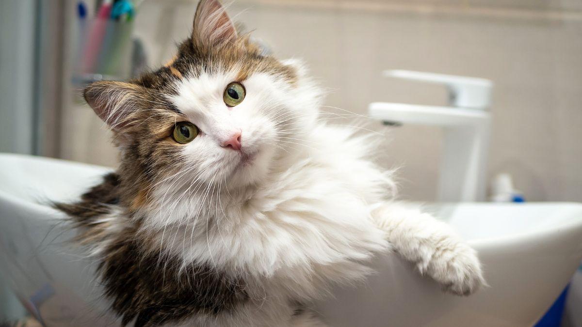 Si tu gato siempre te sigue al baño, no es simple curiosidad: esto pasa realmente por su mente