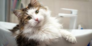 Si tu gato siempre te sigue al baño, no es simple curiosidad: esto pasa realmente por su mente