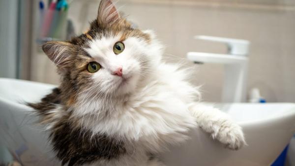 Si tu gato siempre te sigue al baño, no es simple curiosidad: esto pasa realmente por su mente