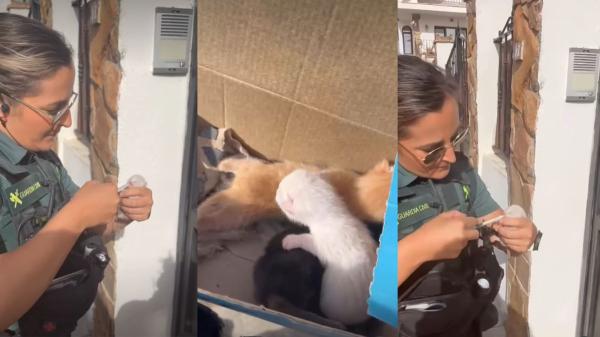La Guardia Civil rescata en Madrid a tres gatitos recién nacidos abandonados en una caja y con el cordón umbilical - Calor, alimento y estimulación: los cuidados que necesita un gatito recién nacido para sobrevivir