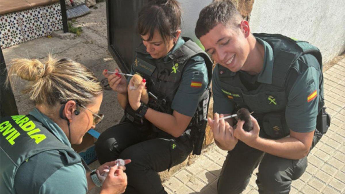 La Guardia Civil rescata en Madrid a tres gatitos recién nacidos abandonados en una caja y con el cordón umbilical