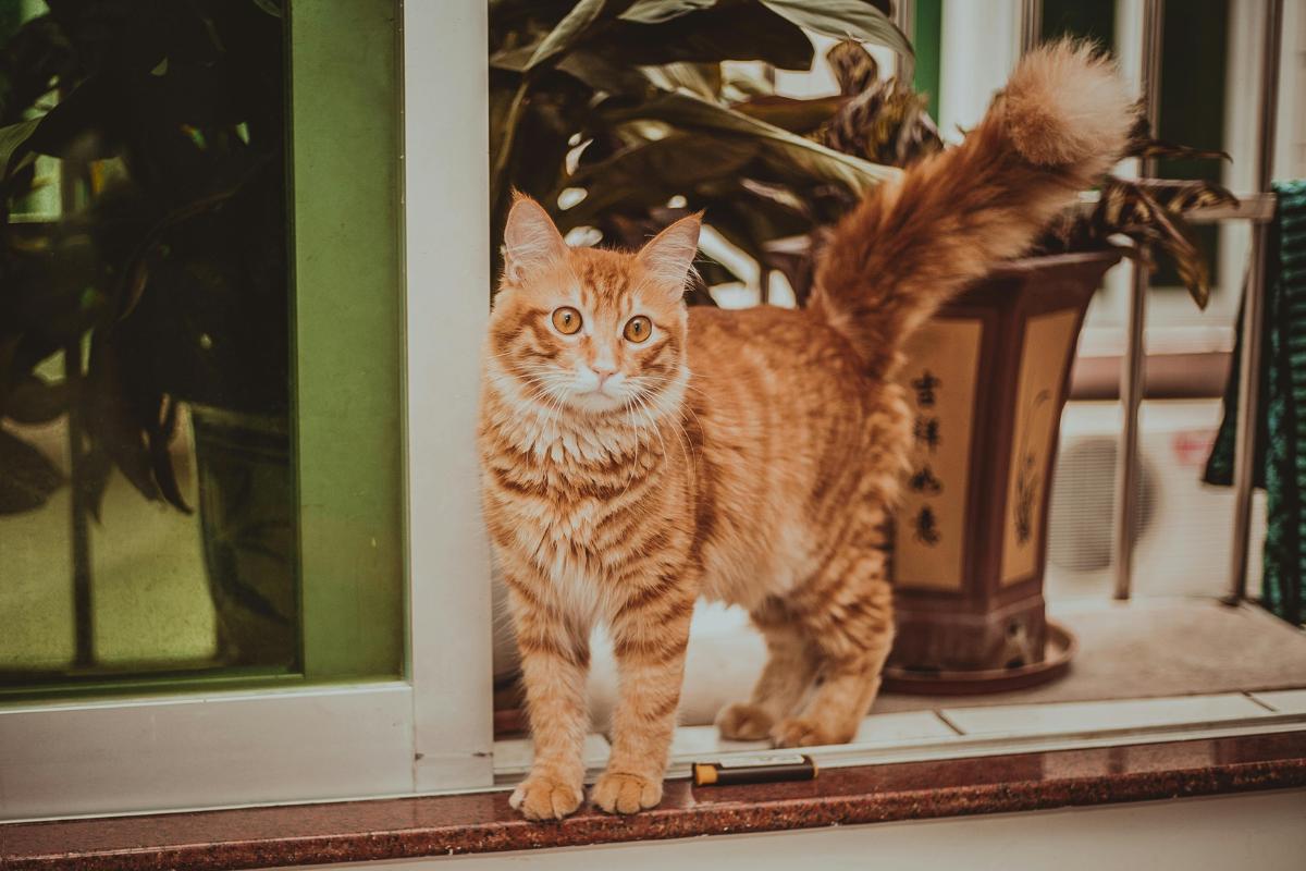 Mi gato mueve la cola cuando le hablo: significado y qué hacer
