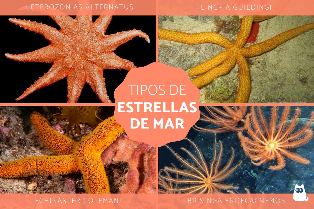 Tipos de estrellas de mar