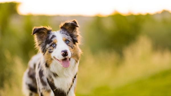 Ni el dálmata ni el husky siberiano: los estudios coinciden en que las razas de perro más inteligentes son estas - Estas son las tres razas de perro más inteligentes: una aprende órdenes en menos de cinco intentos