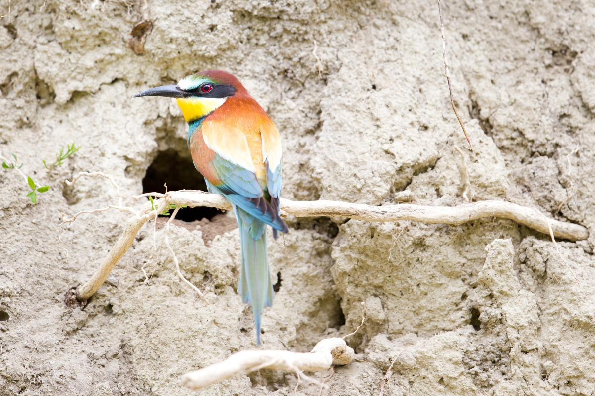 Nido de abejaruco: cómo es y dónde lo hace