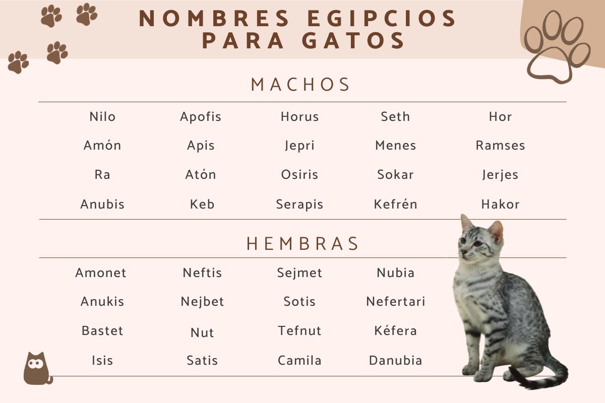 Nombres egipcios para gatos