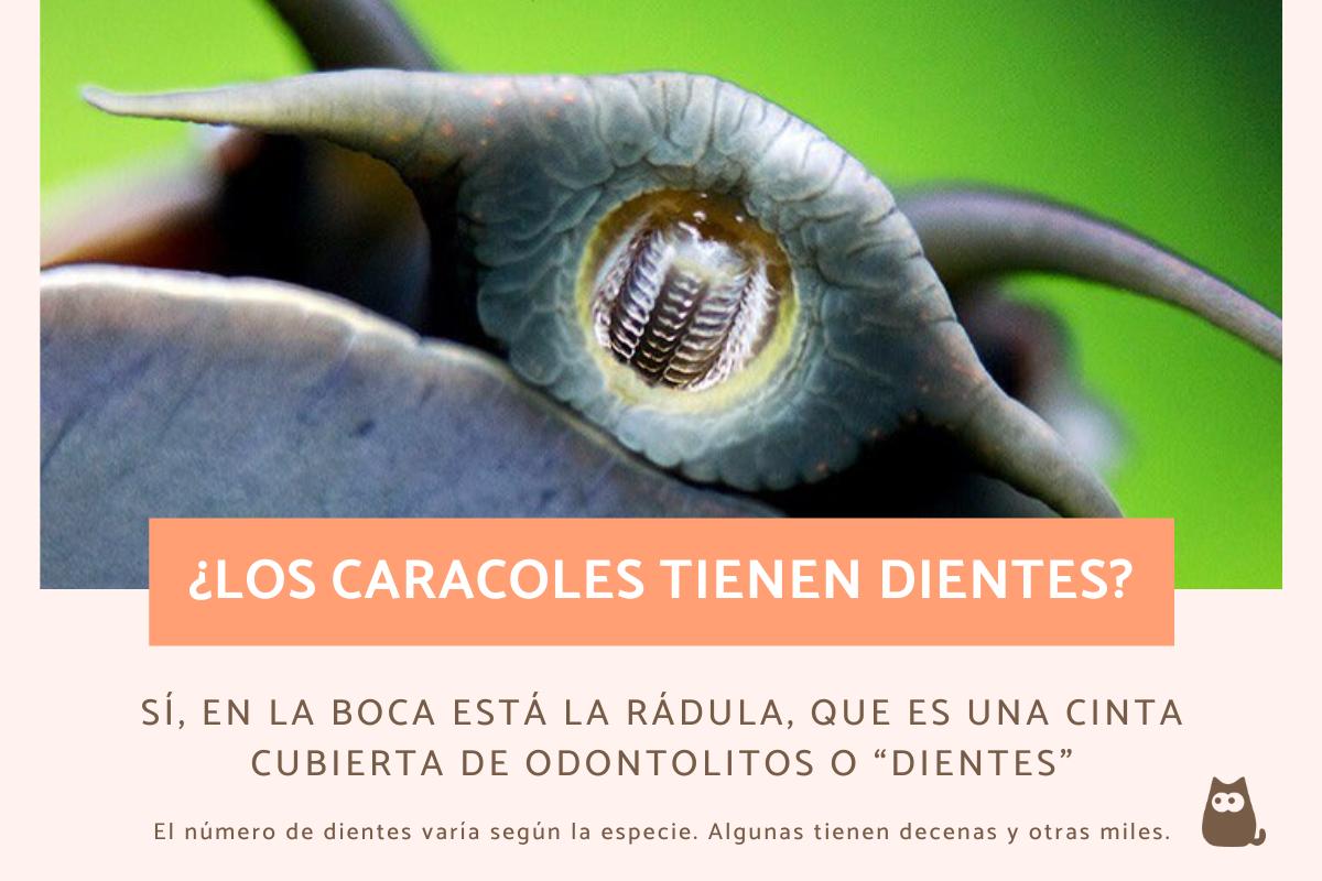 ¿Cuántos dientes tiene un caracol?