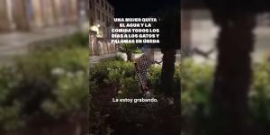 Indignación por una mujer que retira el agua a una colonia de gatos: qué dice la ley y por qué supone un grave riesgo para los animales