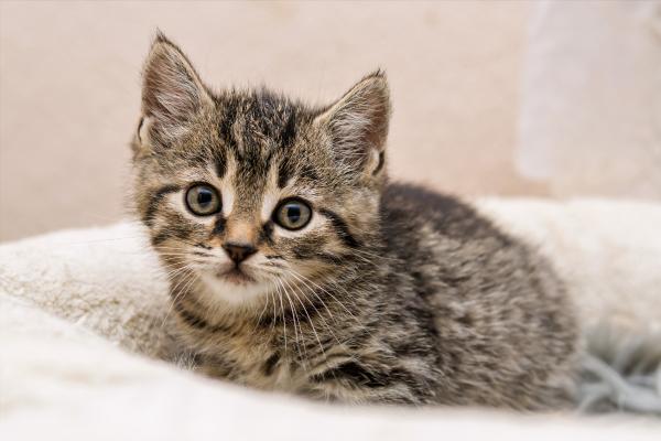 Nombres para gatos con K - Nombres para gatas con K