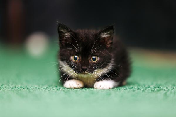 Nombres para gatos con K - Nombres para gatos machos con K