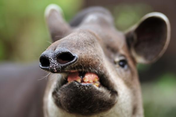 ¿Qué come el tapir? - Curiosidades sobre la alimentación del tapir