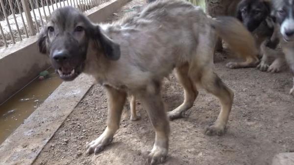 Rescatan a 28 perros desnutridos de una casa llena de basura y excrementos en Tarragona y, días después, encuentran el cuerpo de un bebé desaparecido - La protectora acudió a rescatar a cinco perros y terminaron siendo 28