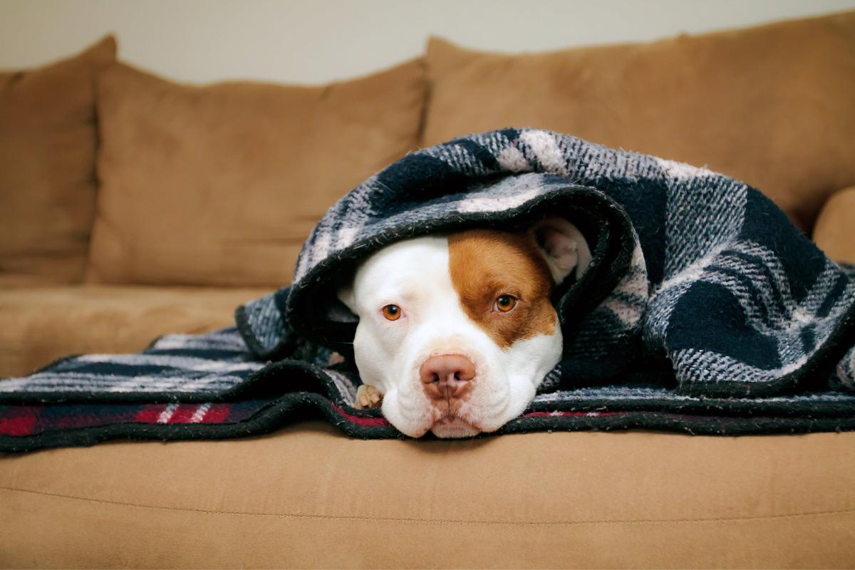 Las mejores mantas térmicas para perros