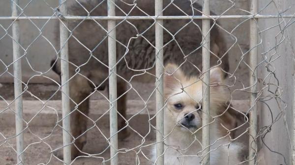 Rescatan a 28 perros desnutridos de una casa llena de basura y excrementos en Tarragona y, días después, encuentran el cuerpo de un bebé desaparecido - Los perros estaban en condiciones muy graves: uno de ellos sigue ingresado