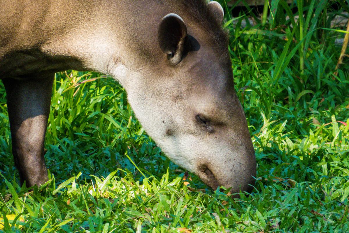 ¿Qué come el tapir?
