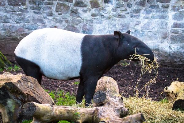 ¿Qué come el tapir? - ¿Qué come el tapir adulto?