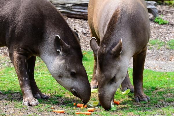 ¿Qué come el tapir? - ¿Qué come el tapir en cautiverio?