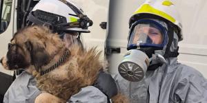 Rescatan a 28 perros desnutridos de una casa llena de basura y excrementos en Tarragona y, días después, encuentran el cuerpo de un bebé desaparecido