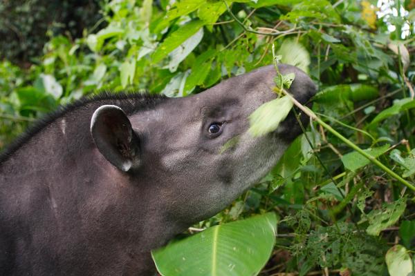 ¿Qué come el tapir? - Tipo de alimentación del tapir