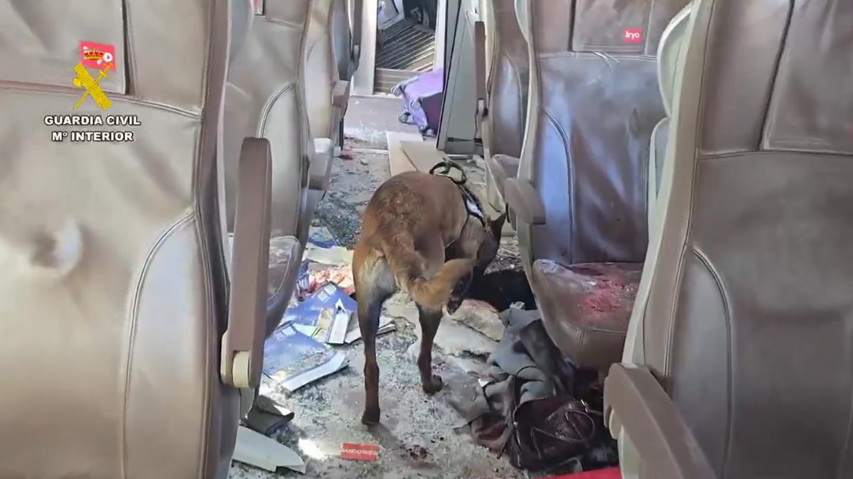 Así trabajan los agentes caninos de la Guardia Civil en el rastreo de víctimas de los trenes de Adamuz