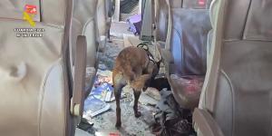 Así trabajan los agentes caninos de la Guardia Civil en el rastreo de víctimas de los trenes de Adamuz