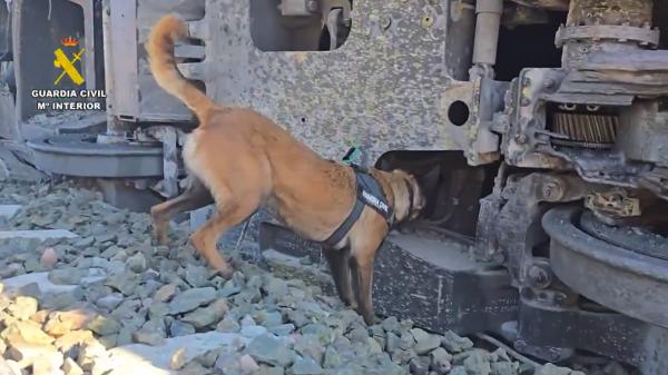 Así trabajan los agentes caninos de la Guardia Civil en el rastreo de víctimas de los trenes de Adamuz - Cómo rastrean los agentes caninos a las víctimas: así funciona su olfato