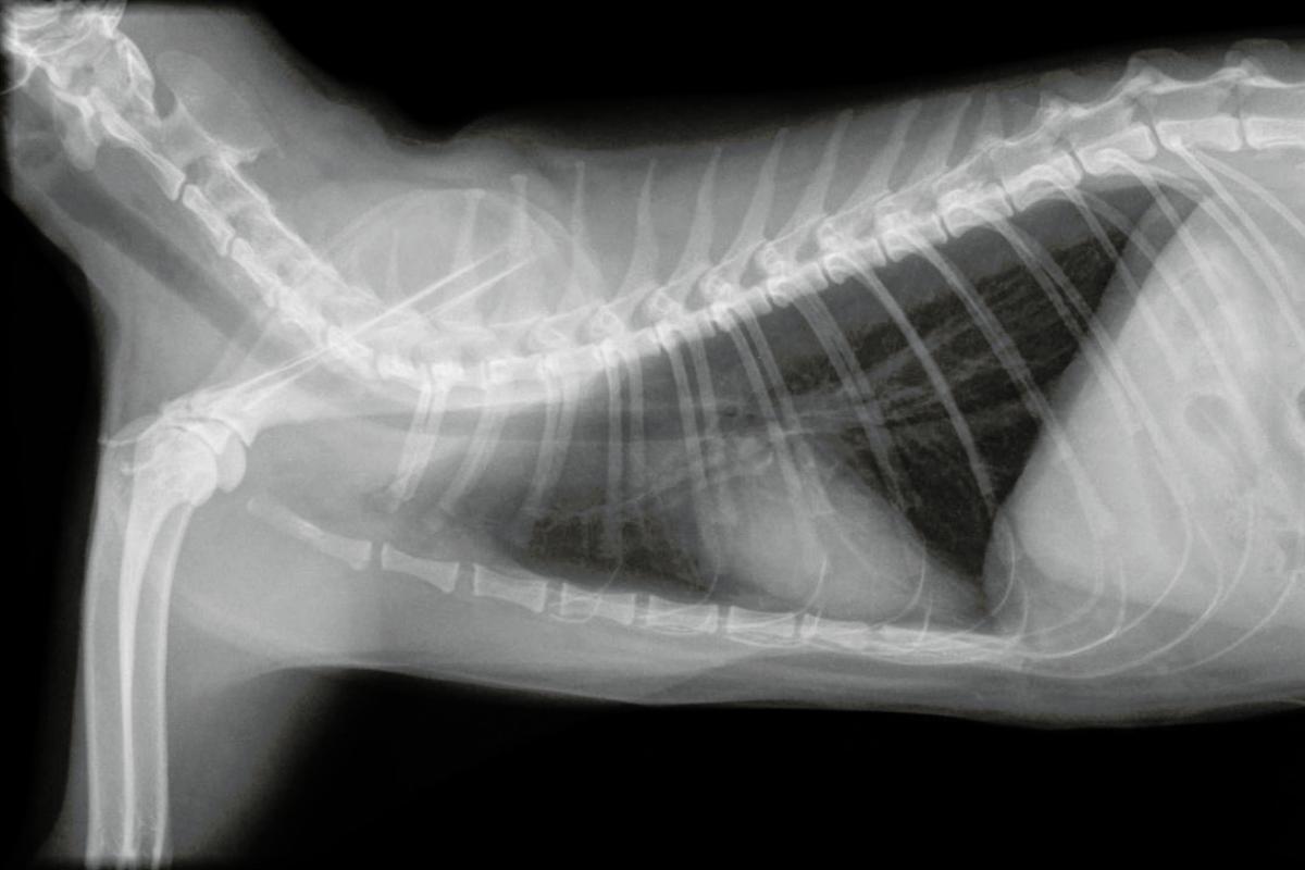 Derrame pleural en gatos - Causas, síntomas y tratamiento