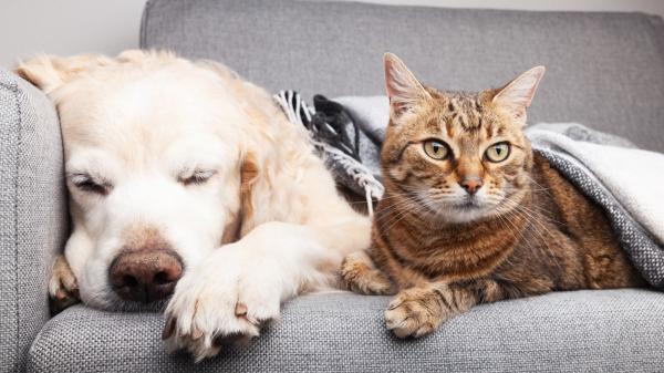 Los nuevos decretos de vivienda vuelven a dejar fuera a las familias con animales y las organizaciones animalistas reclaman cambios - El reto ahora es incluir a las familias con animales en las futuras leyes de vivienda