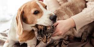 Los nuevos decretos de vivienda vuelven a dejar fuera a las familias con animales y las organizaciones animalistas reclaman cambios