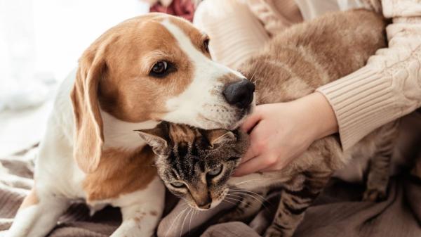 Los nuevos decretos de vivienda vuelven a dejar fuera a las familias con animales y las organizaciones animalistas reclaman cambios