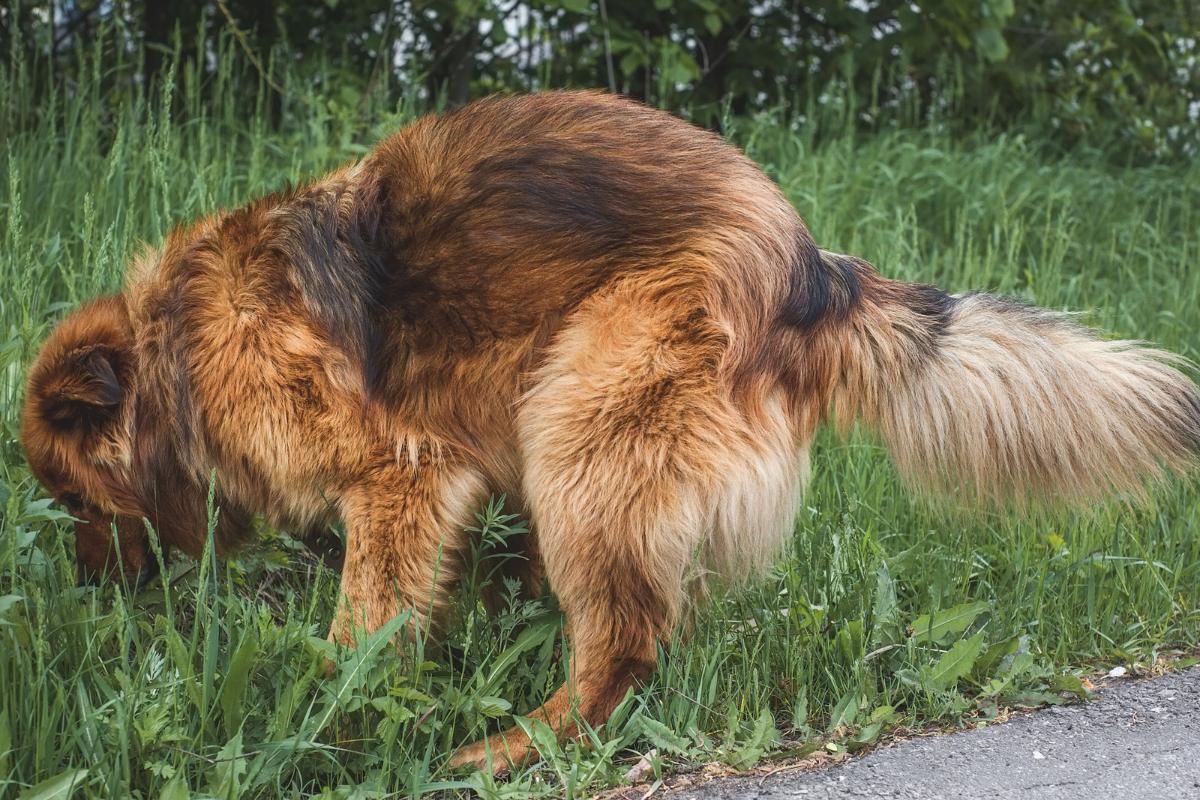 Mi perro hace caca con moco - Causas y tratamientos