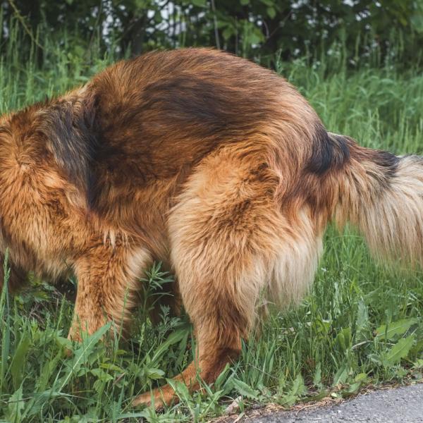 qué causa la caca amarilla en los perros