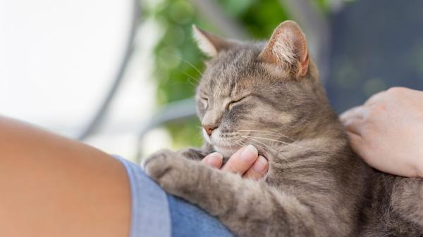 Estas son las 5 cosas que los gatos hacen solo por cariño (y no lo sabías) - Amasar con las patitas es muestra de cariño