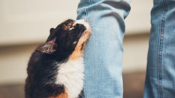Estas son las 5 cosas que los gatos hacen solo por cariño (y no lo sabías) - Cuando tu gato frota su cabeza contra ti, es amor puro