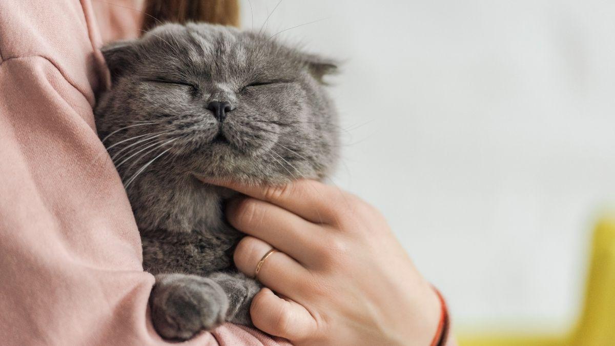 Estas son las 5 cosas que los gatos hacen solo por cariño (y no lo sabías)